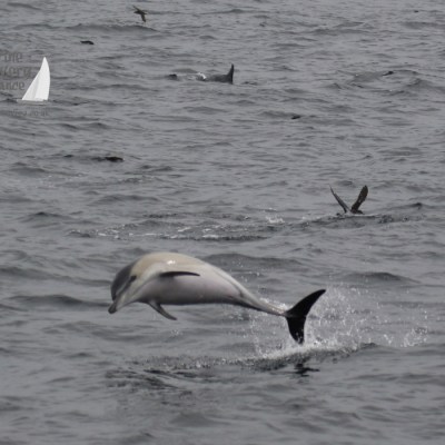 common dolphin