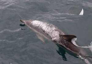 common dolphin