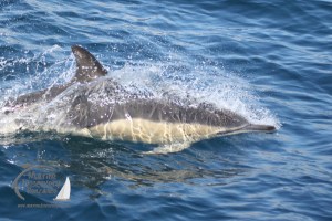 common dolphin