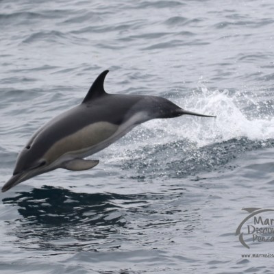 common dolphin
