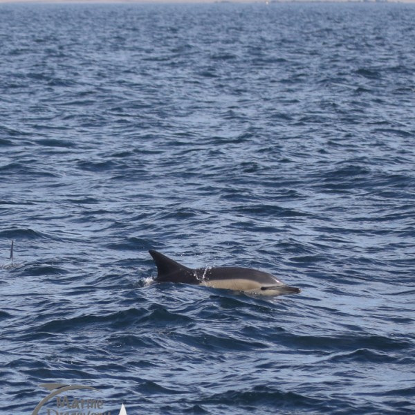 common dolphin