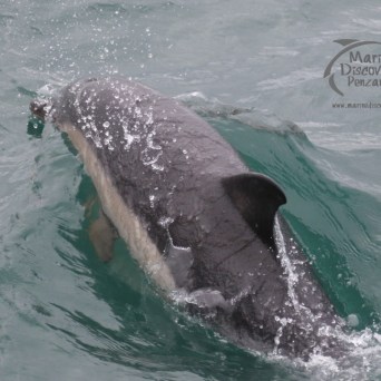 common dolphin