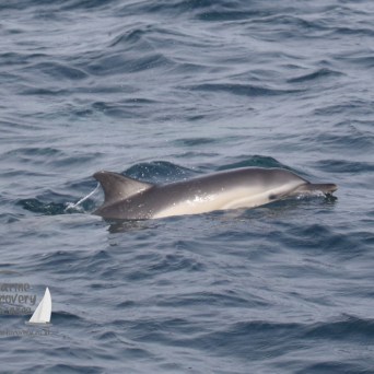 common dolphin calf