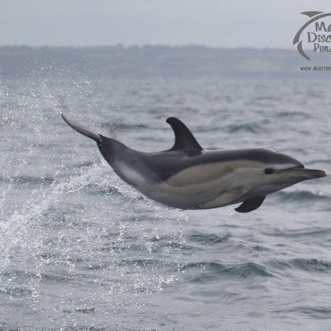 common dolphin leap