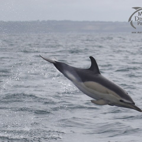 common dolphin leap