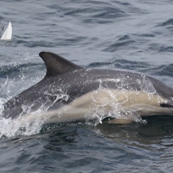 common dolphin
