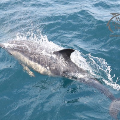 a person riding a wave on a surfboard in the water