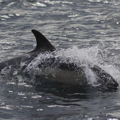 common dolphin