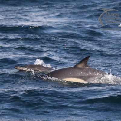 common dolphins