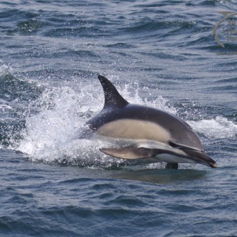 common dolphin
