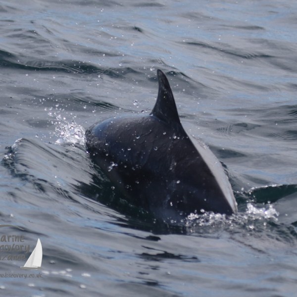 common dolphin