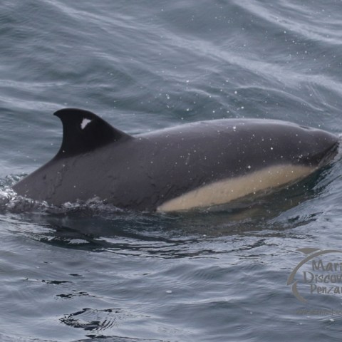 common dolphin