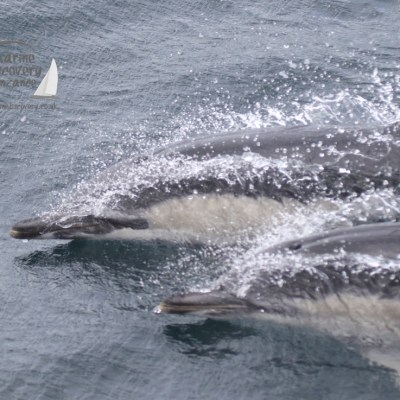 common dolphins