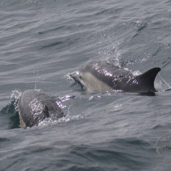 common dolphins