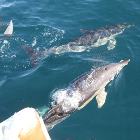 common dolphins