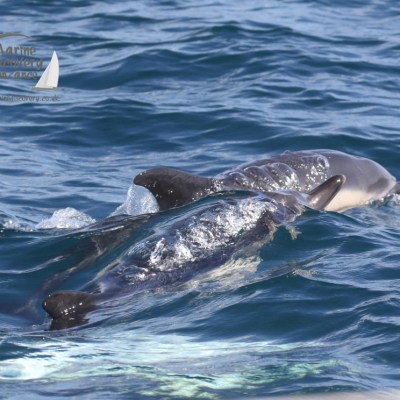common dolphins