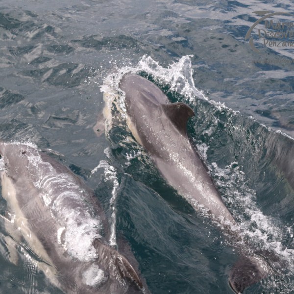 common dolphins