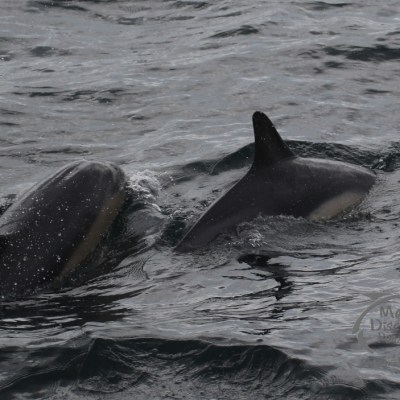 common dolphins