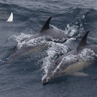 common dolphins