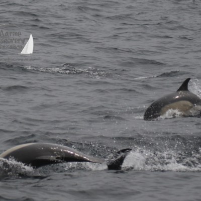 common dolphins