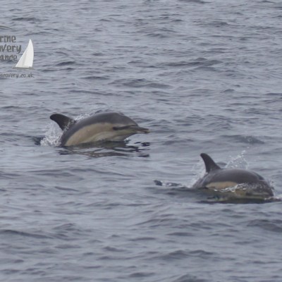common dolphins