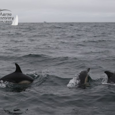 common dolphins