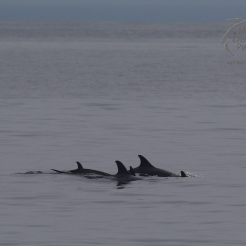 common dolphins