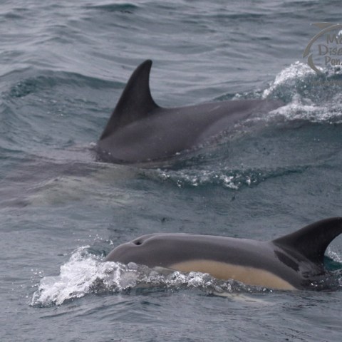 common dolphins