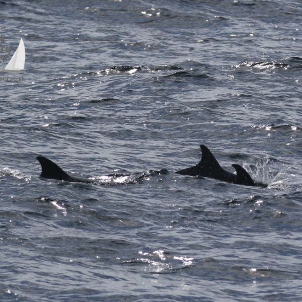 common dolphins
