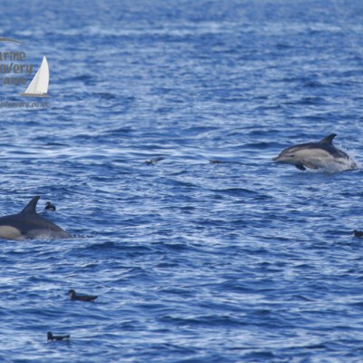 common dolphins