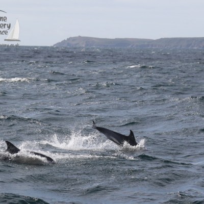common dolphins offshore