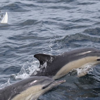 common dolphins