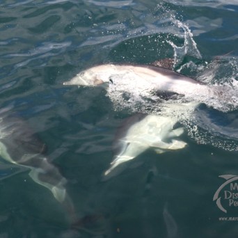 common dolphins
