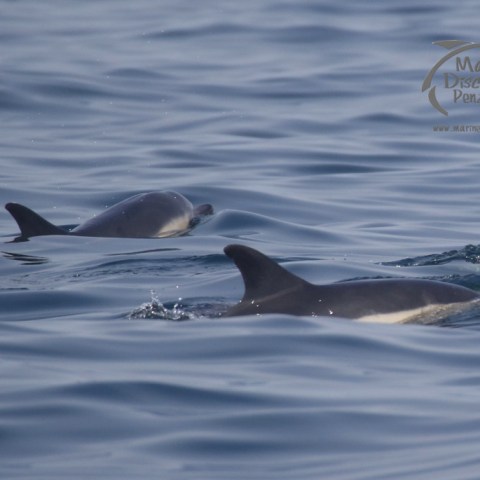 common dolphins