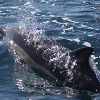 common dolphin