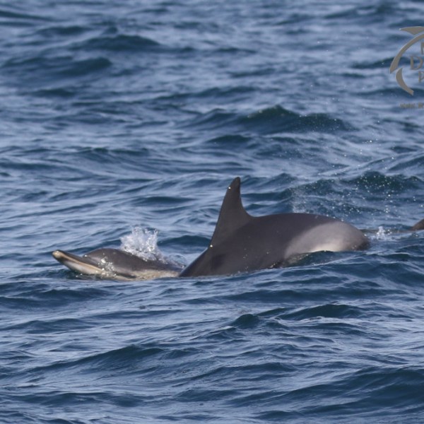 common dolphins
