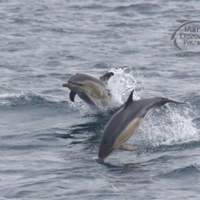 common dolphins