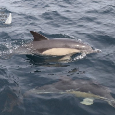 common dolphins