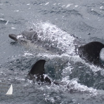 common dolphins