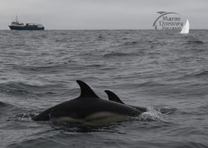 common dolphins
