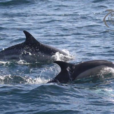 common dolphins