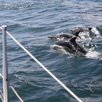 common dolphins
