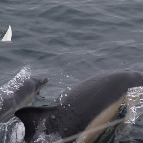 common dolphin mum and calf