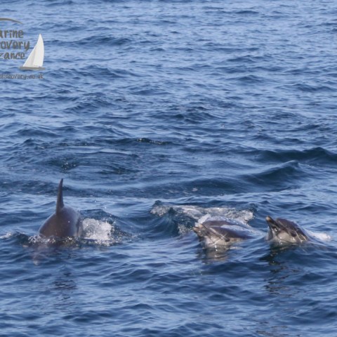 common dolphins
