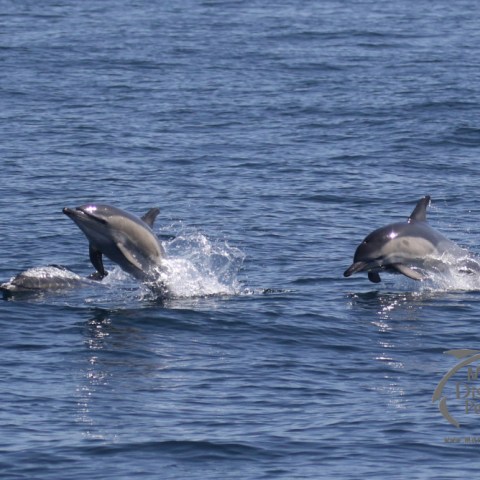 common dolphins