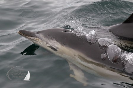 common dolphins