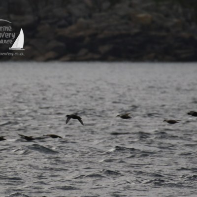 common scoters