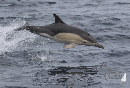 common dolphin