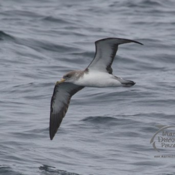 cory's shearwater