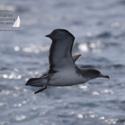 cory's shearwater